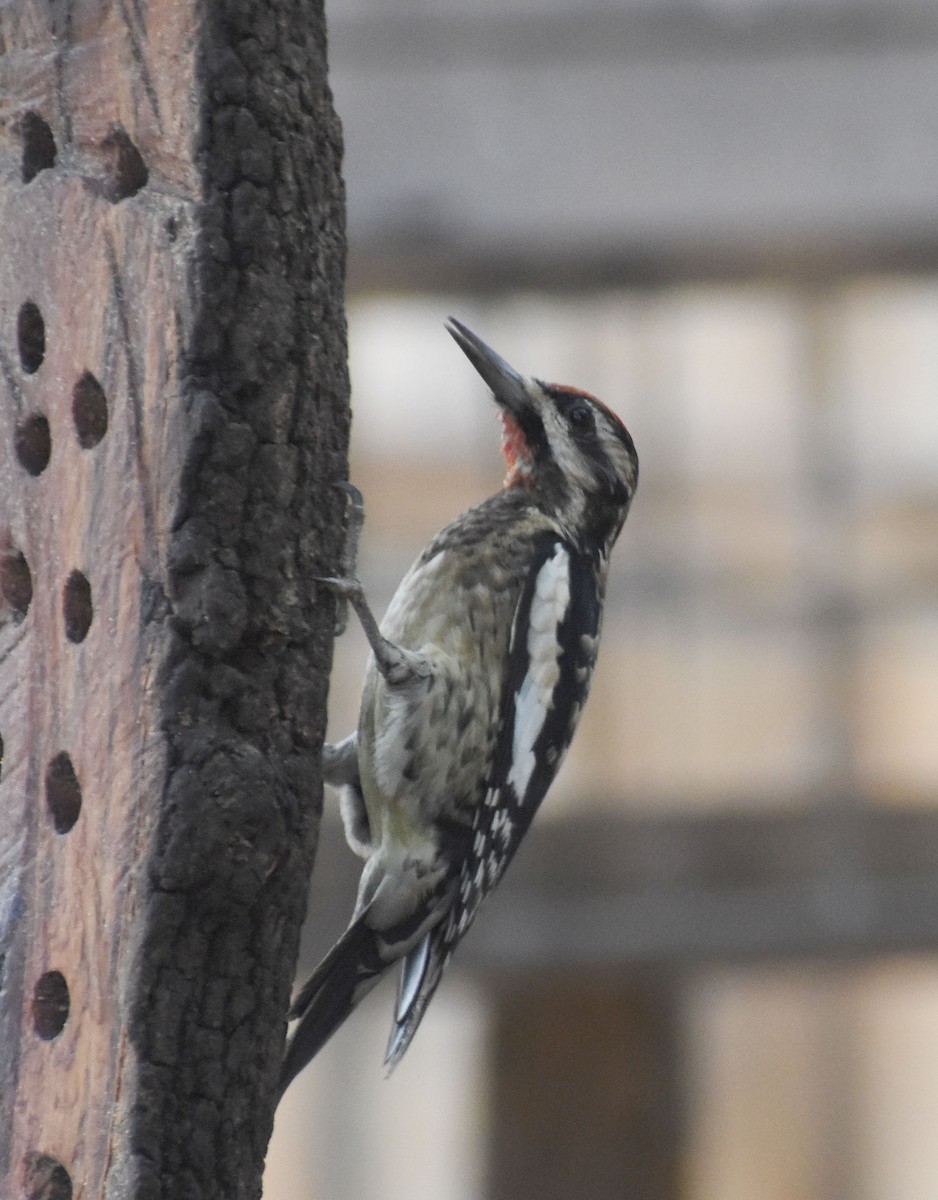 Yellow-bellied Sapsucker - ML565046621