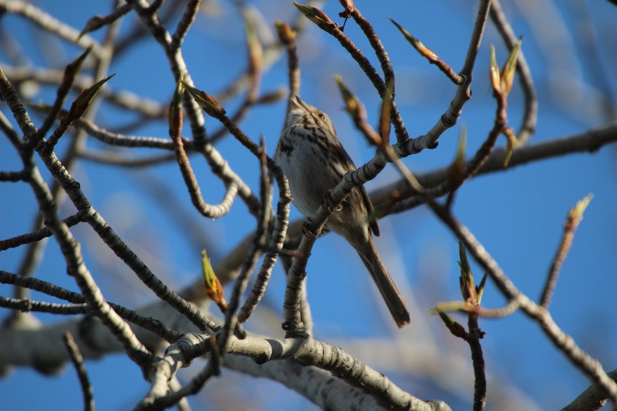 Song Sparrow - ML565047421