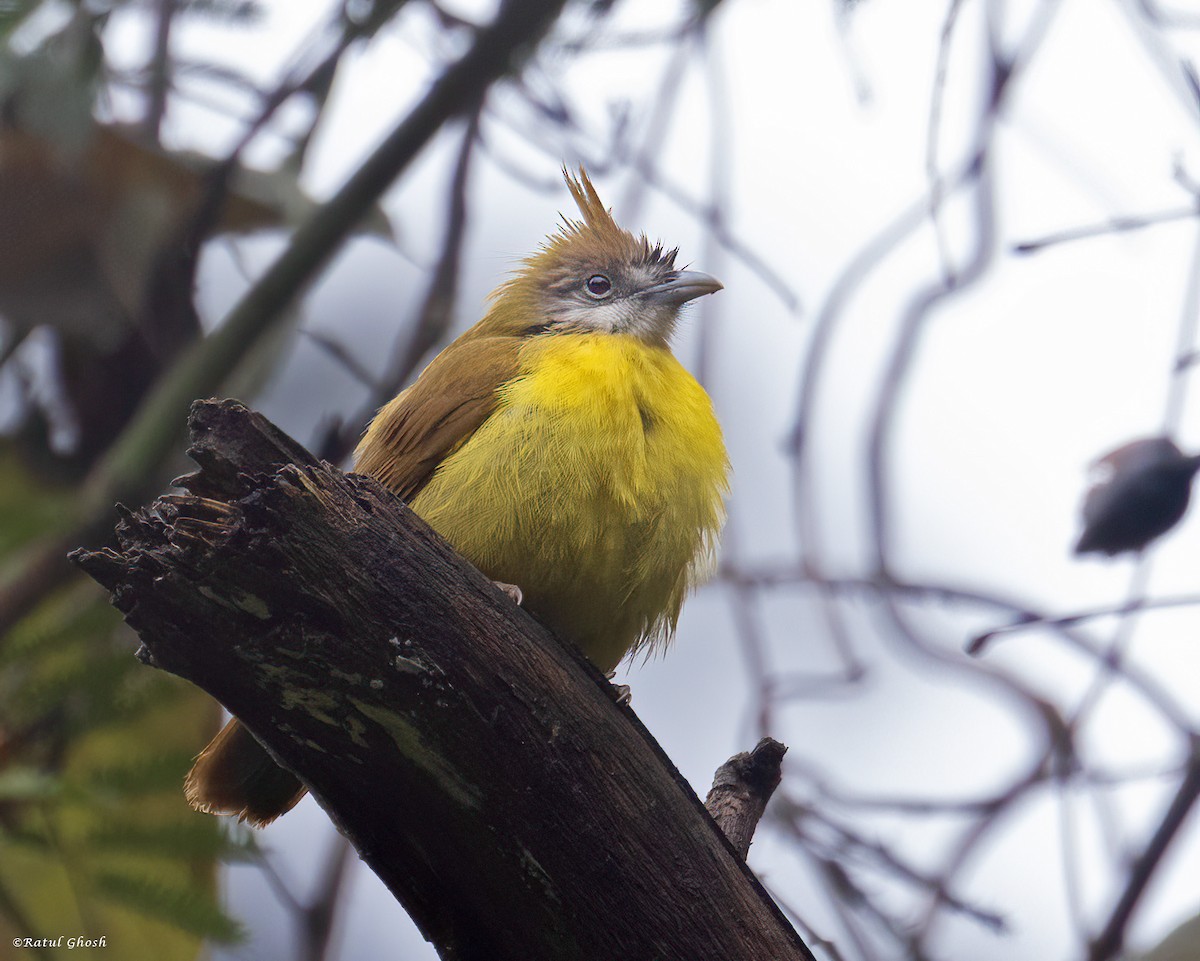 White-throated Bulbul - ML565047561