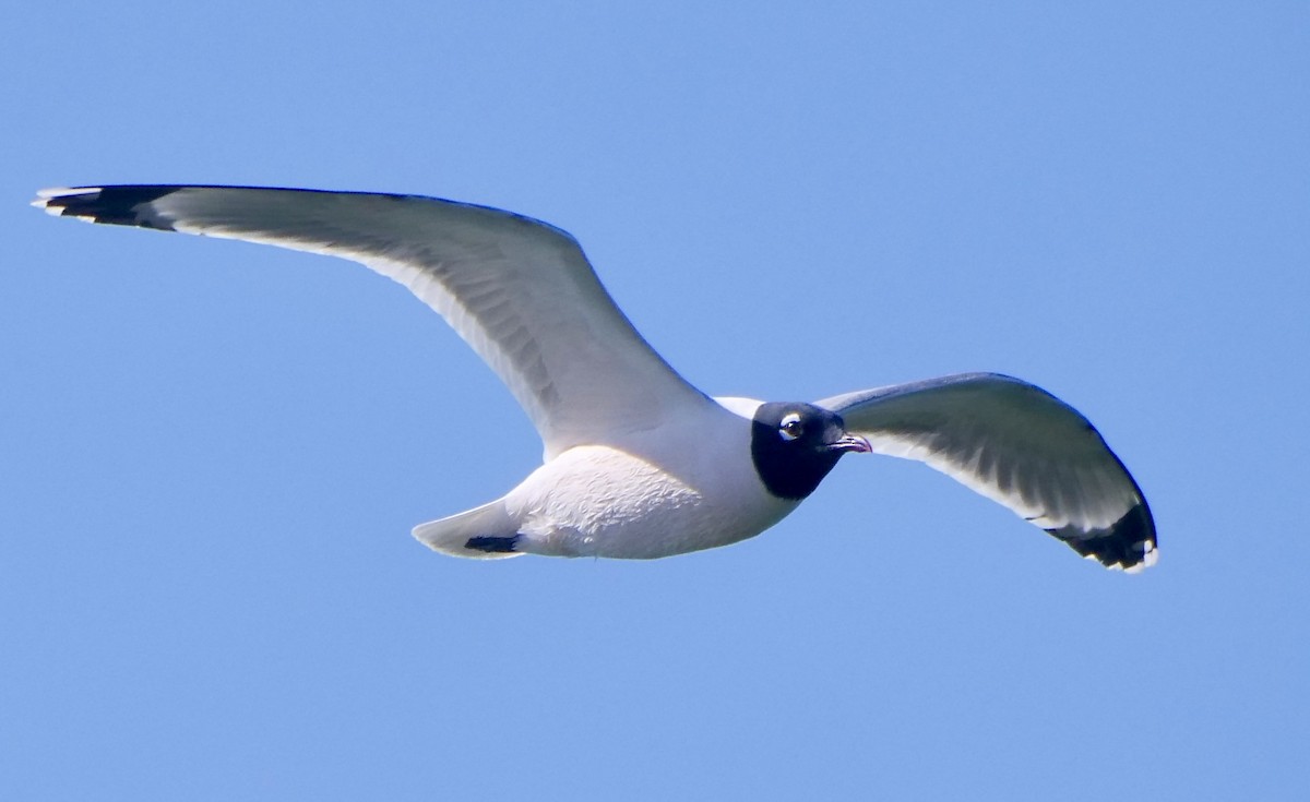 Franklin's Gull - Jeff Osborne