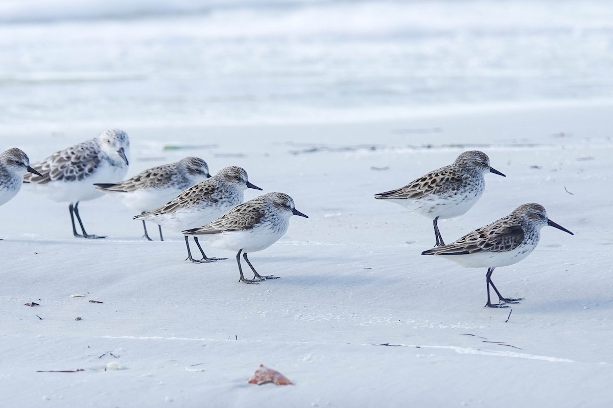 Semipalmated Sandpiper - Kathy Doddridge