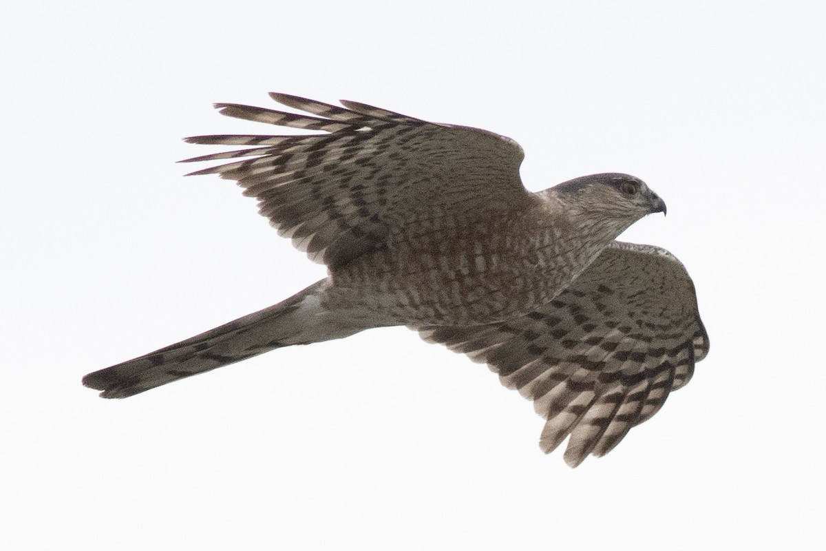 Sharp-shinned Hawk - David Brown