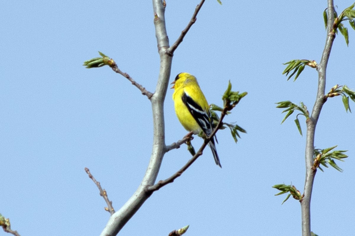 American Goldfinch - ML565049721