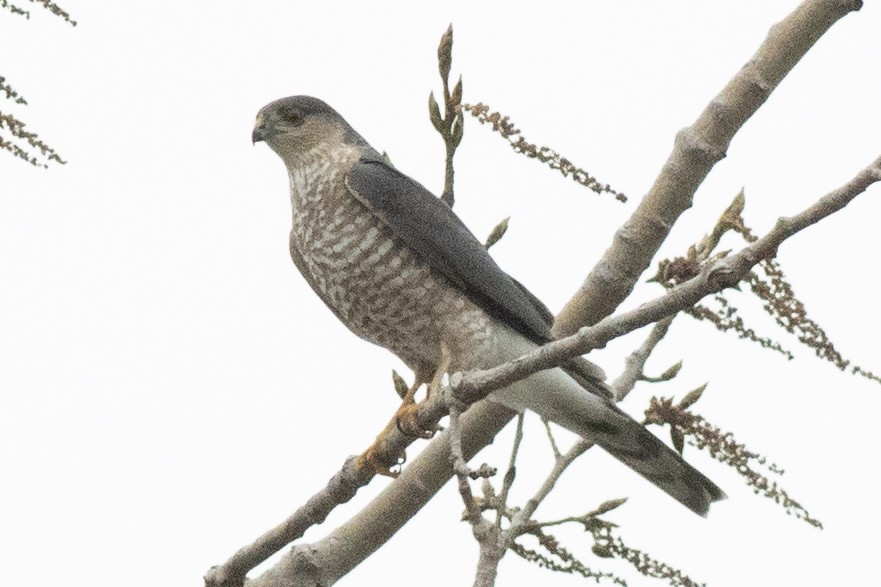 Sharp-shinned Hawk - David Brown