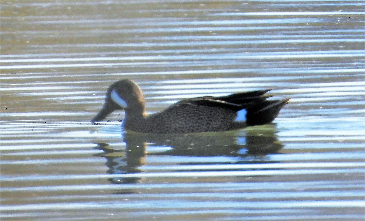 Blue-winged Teal - ML565049981