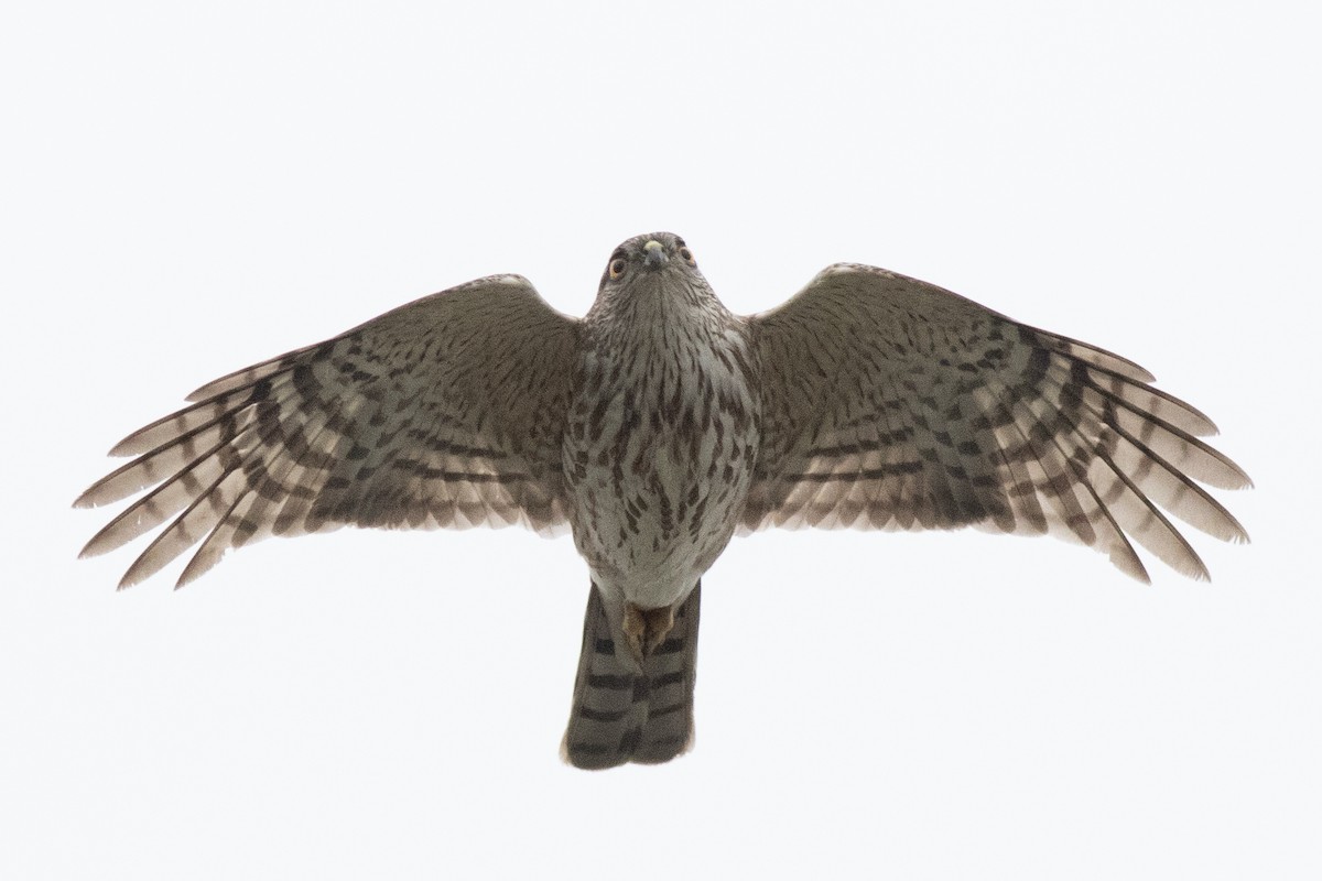 Sharp-shinned Hawk - ML565050471