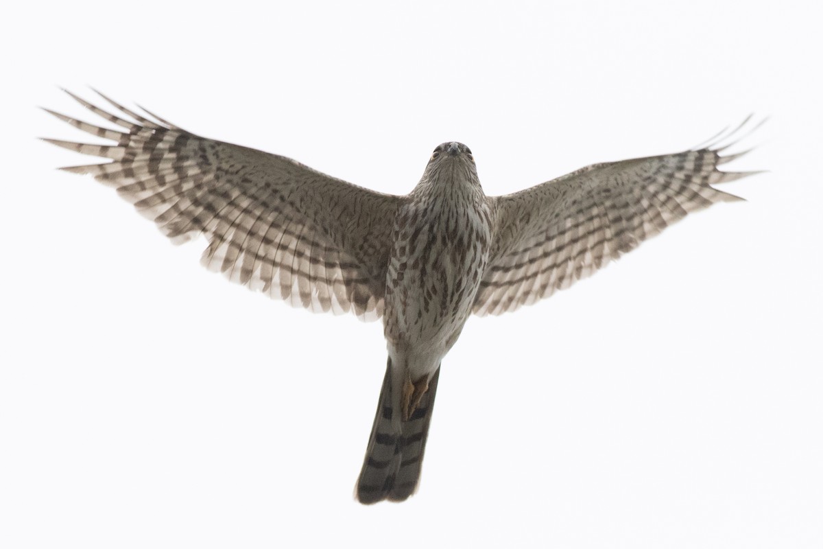 Sharp-shinned Hawk - ML565050481