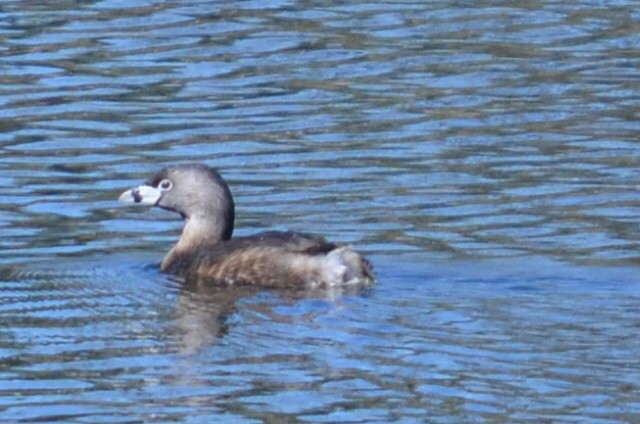 Pied-billed Grebe - Kerry Serl