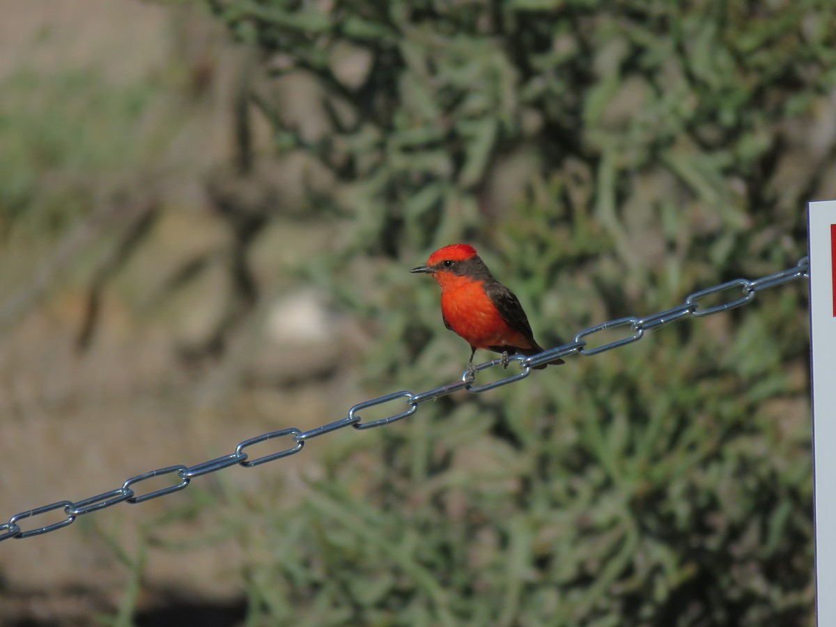 Vermilion Flycatcher - ML565051071