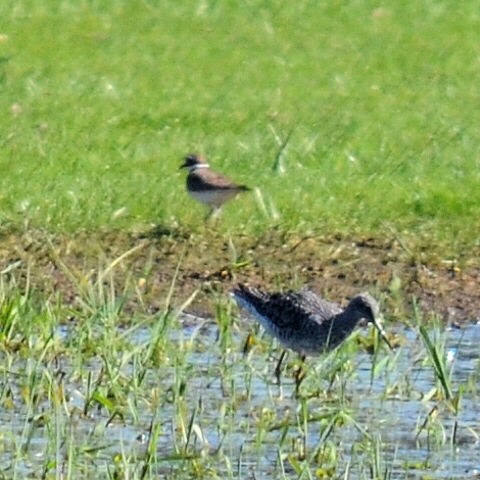 Greater Yellowlegs - Kerry Serl