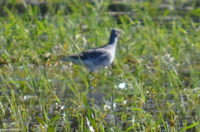 Greater Yellowlegs - ML565051121