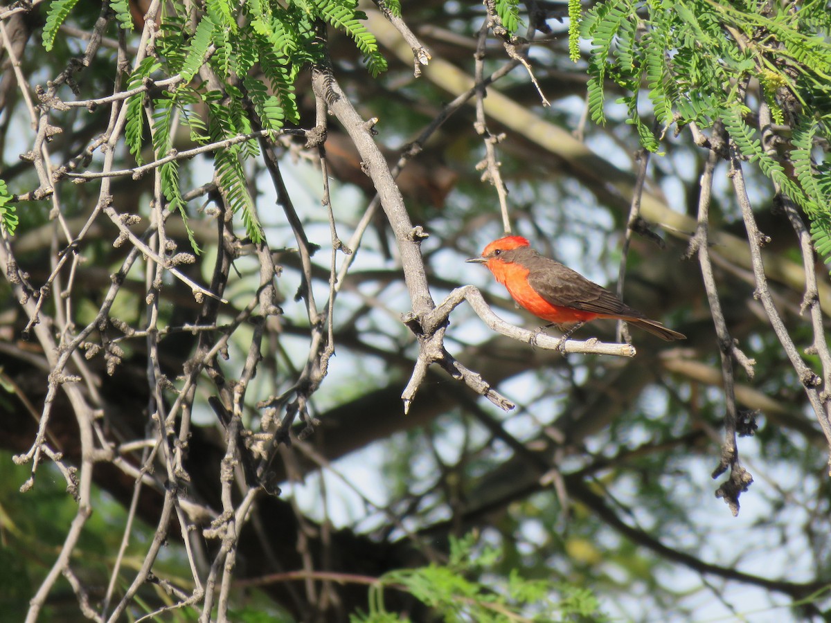 Vermilion Flycatcher - ML565051171