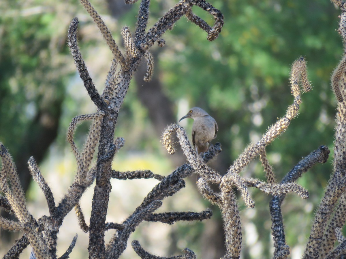 Curve-billed Thrasher - ML565051231