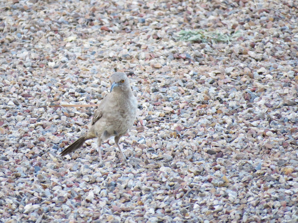 Curve-billed Thrasher - ML565051271