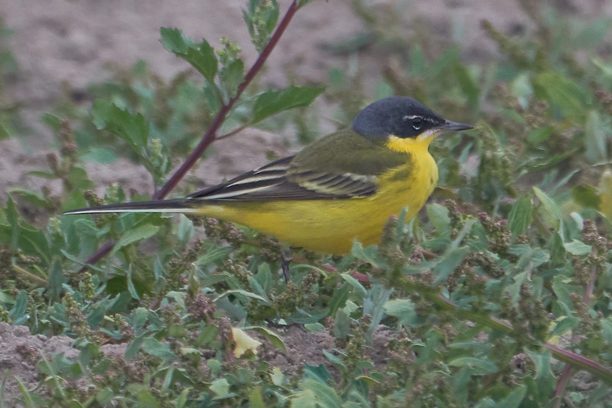 Western Yellow Wagtail (feldegg) - Marcel Gil Velasco