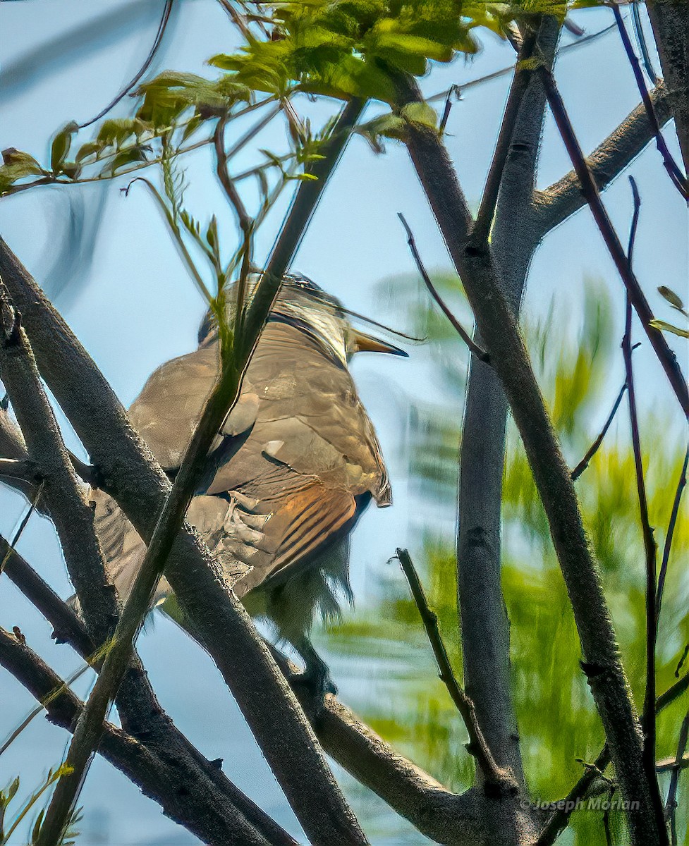 Yellow-billed Cuckoo - ML565055741