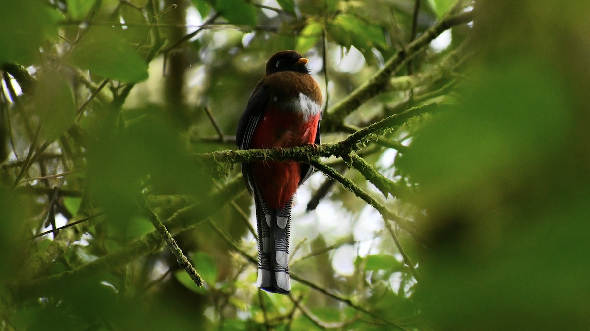 Masked Trogon - ML565057351