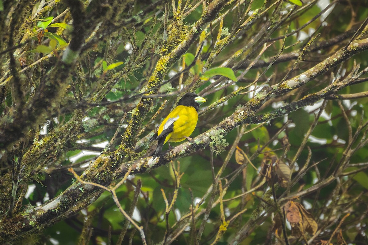 Hooded Grosbeak - ML565057461