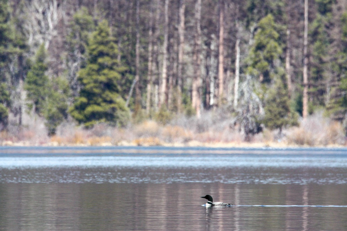 Common Loon - ML565057961