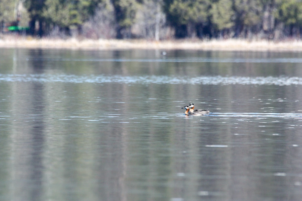 Red-necked Grebe - ML565058101