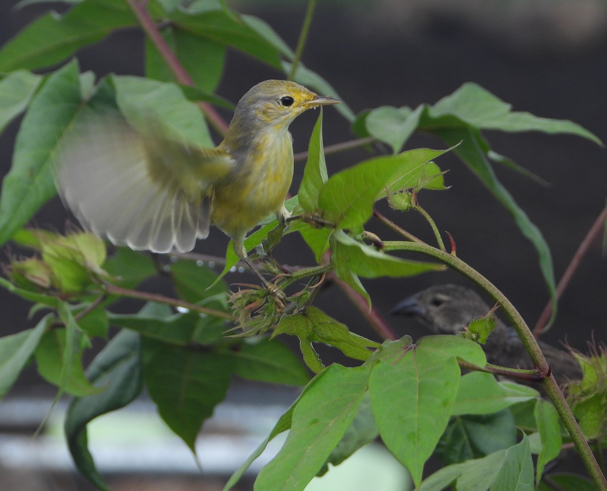 Yellow Warbler (Galapagos) - Shirley Andrews