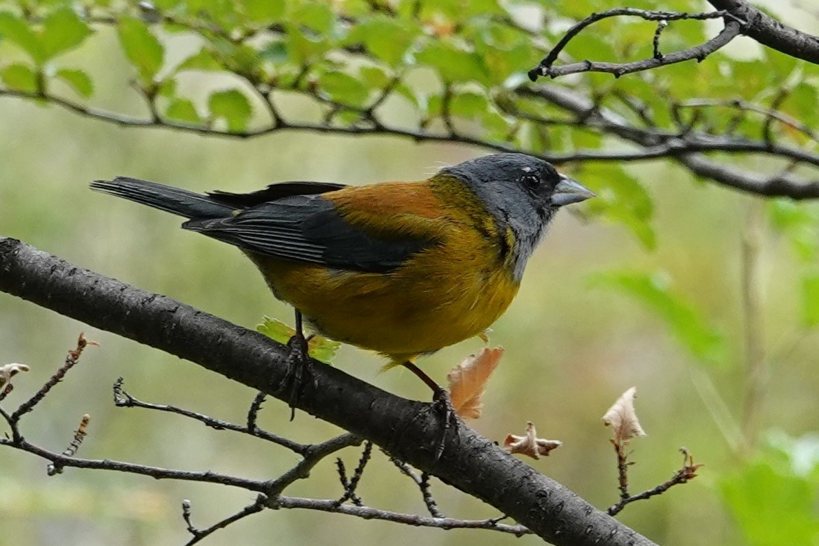 Patagonian Sierra Finch - ML565059461