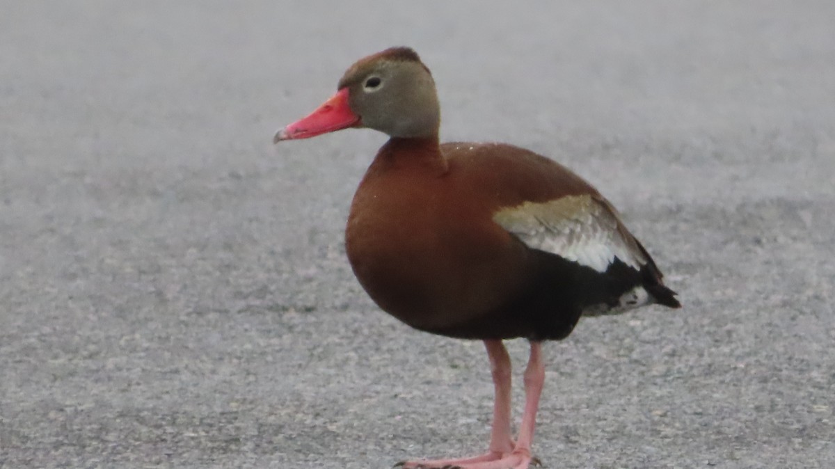 Black-bellied Whistling-Duck - Anonymous Birder