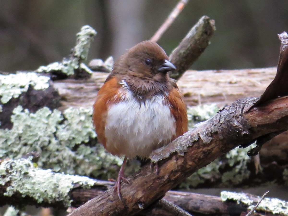 Eastern Towhee - ML565061681