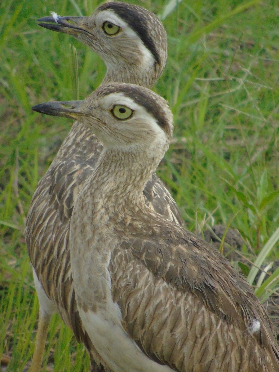 Double-striped Thick-knee - ML565061891