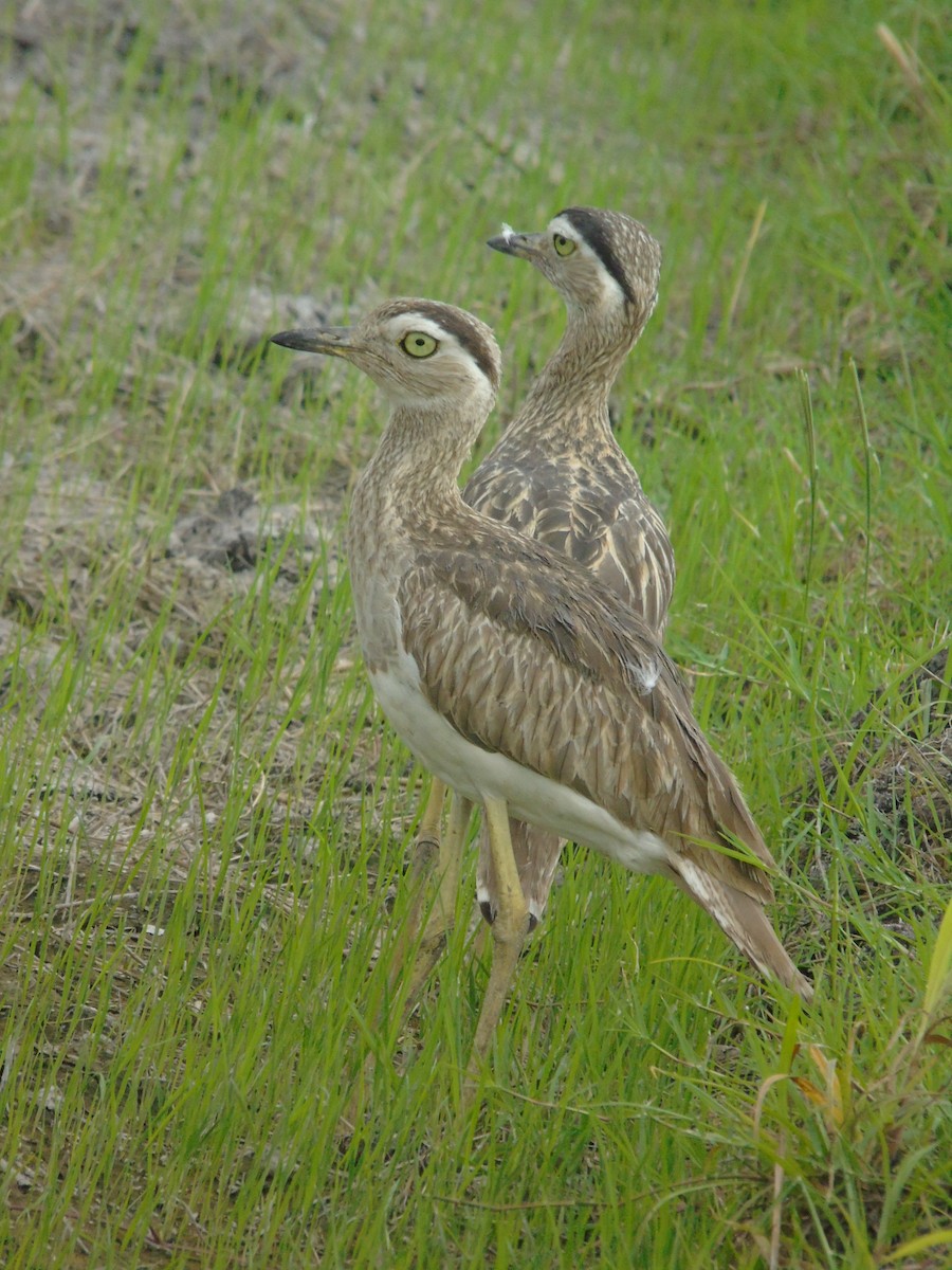 Double-striped Thick-knee - ML565061911