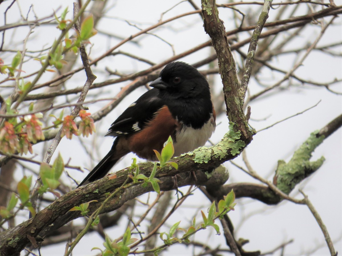 Eastern Towhee - ML565062891