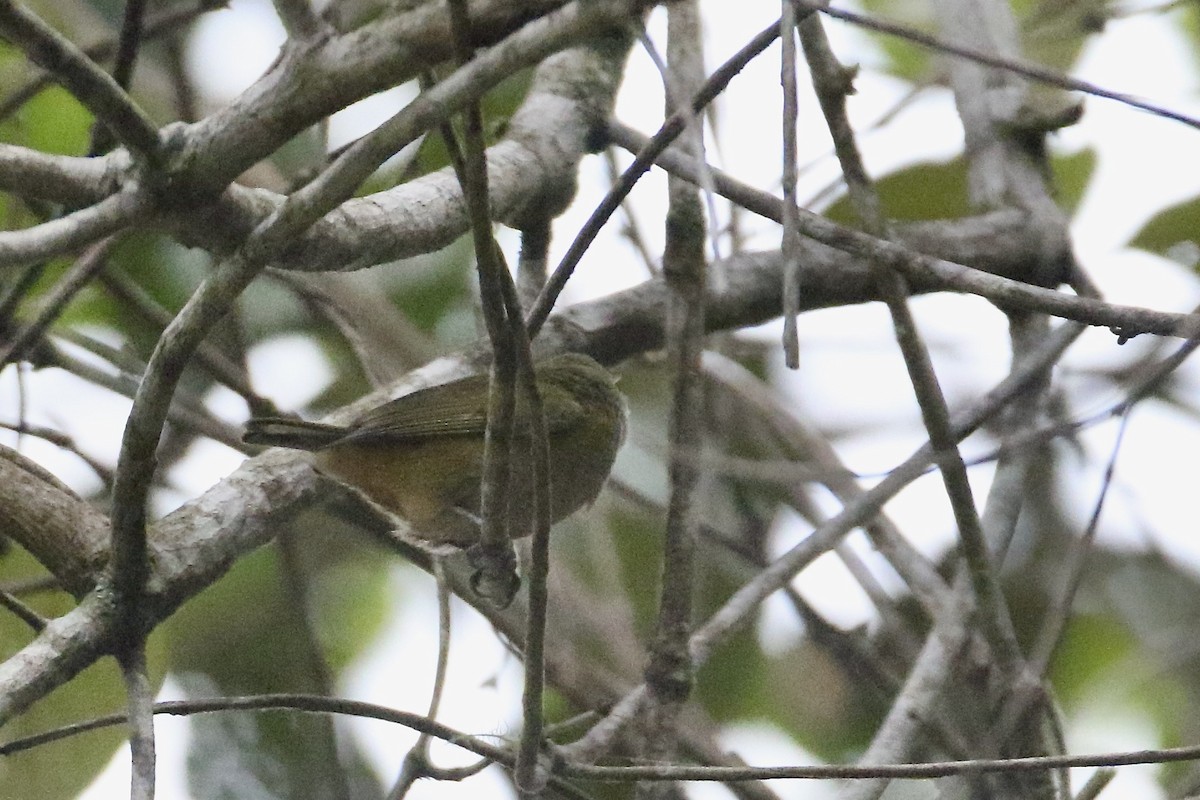 Euphonia sp. - ML565064081