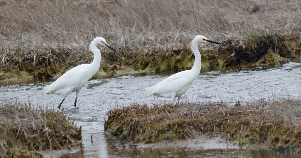 Snowy Egret - ML565064131