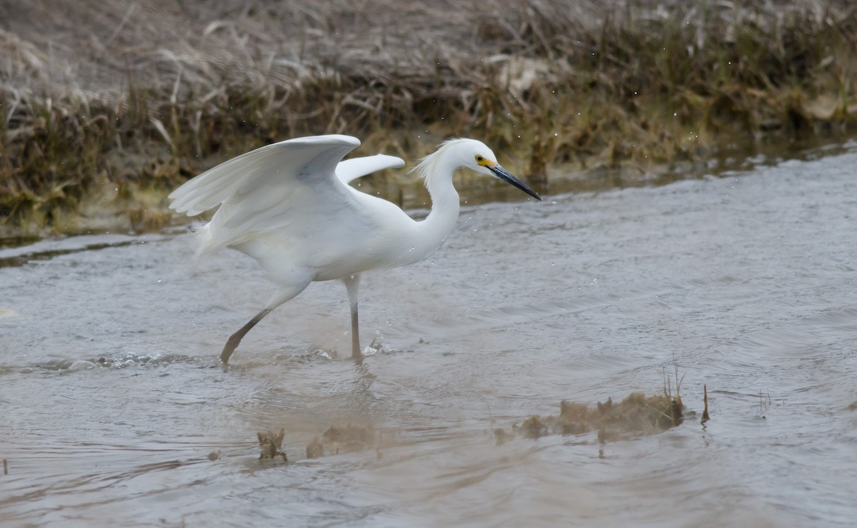 Snowy Egret - ML565064141