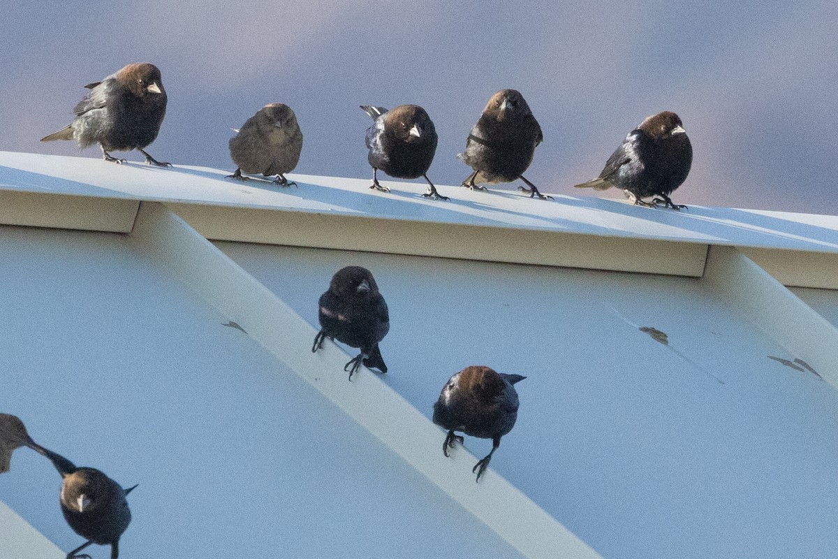 Brown-headed Cowbird - ML565065081