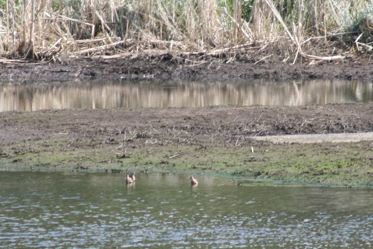 shorebird sp. - ML56506521