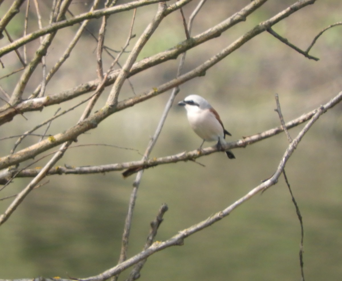 Red-backed Shrike - ML56506591