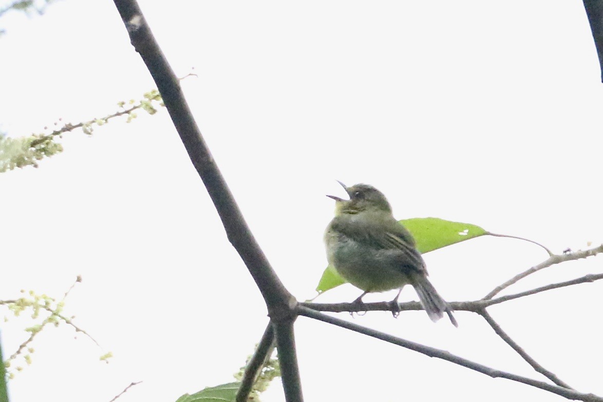 Olive-faced Flatbill - ML565066151