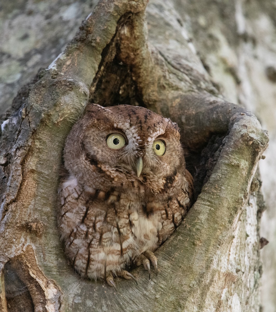 Eastern Screech-Owl - ML565066351