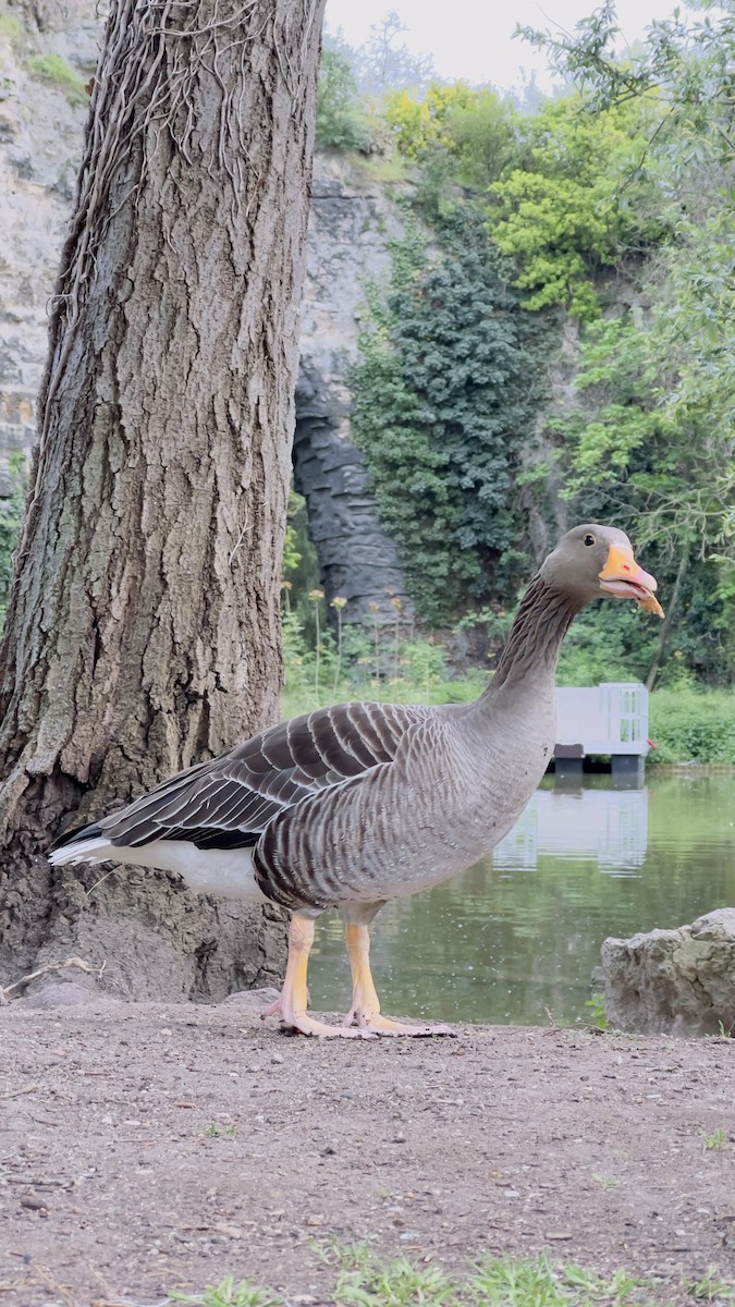 Graylag Goose - ML565067831