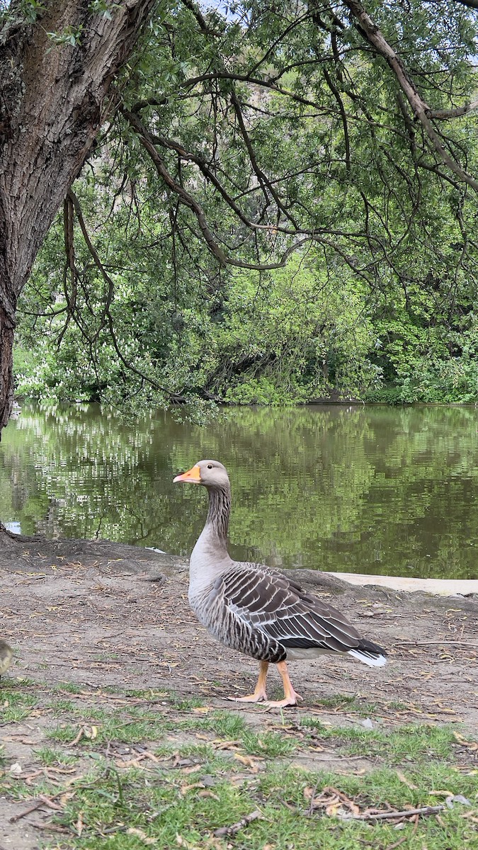 Graylag Goose - ML565067841