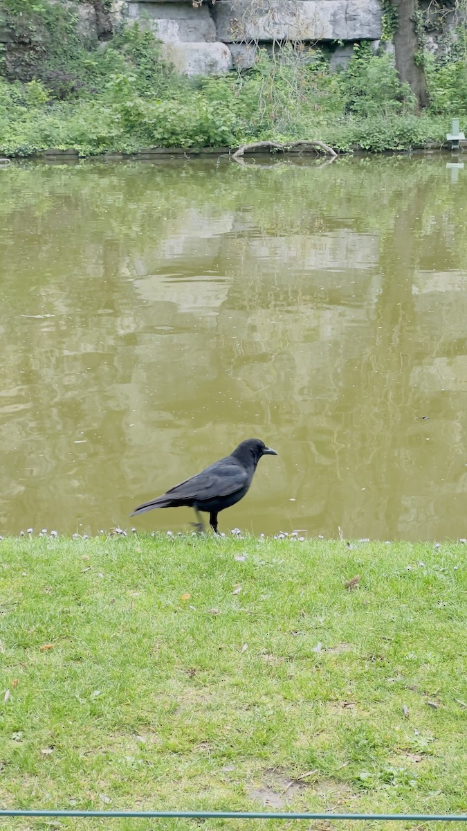 Carrion Crow - ML565068191