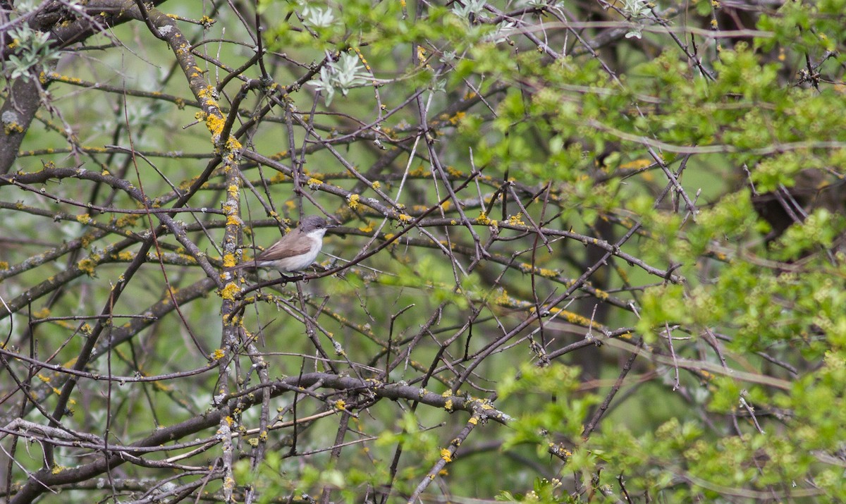 Lesser Whitethroat - ML565068451