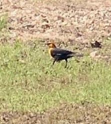 Yellow-headed Blackbird - ML565068631