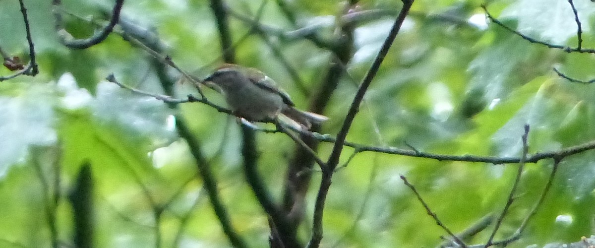 Golden-winged Warbler - ML565068751