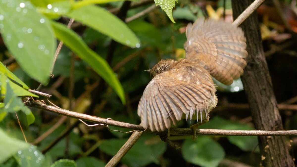 Carolina Wren - Todd Kiraly