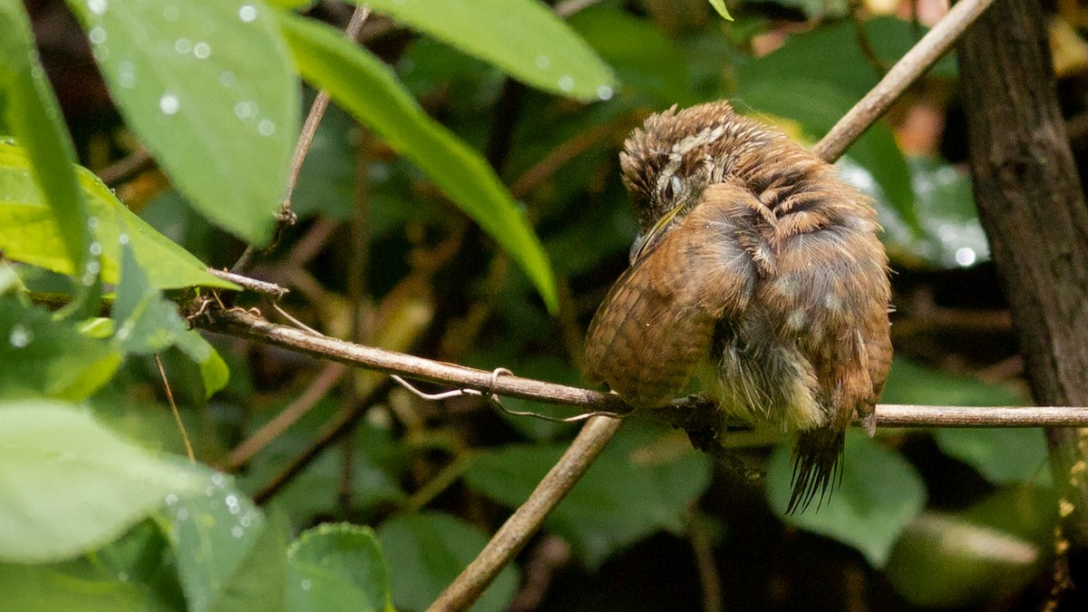 Carolina Wren - ML565069811