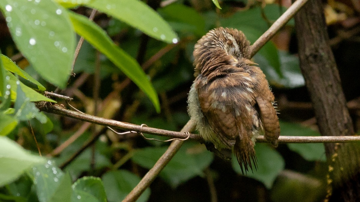 Carolina Wren - Todd Kiraly