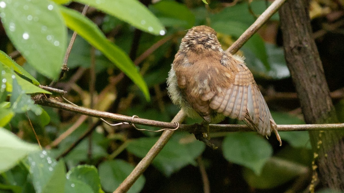 Carolina Wren - Todd Kiraly