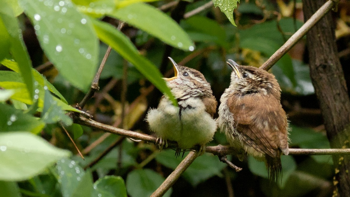 Carolina Wren - ML565069841